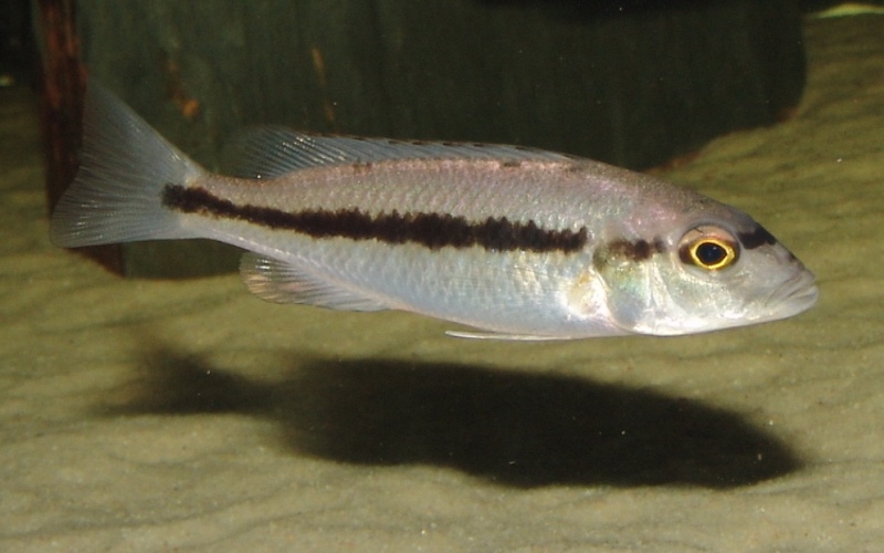 Taeniochromis holotaenia